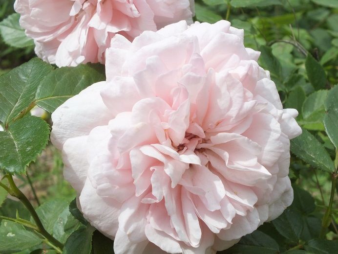  photo Blessedchild2_zps0a90f52b.jpg